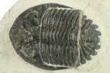 Bargain, Hollardops Trilobite Fossil - Ofaten, Morocco #287343-1